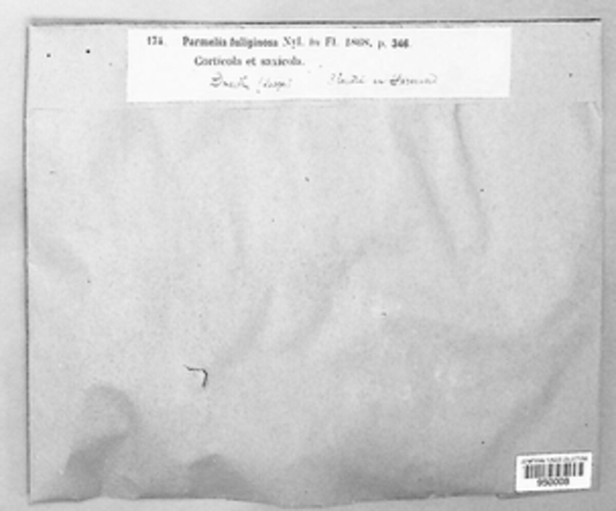 Melanelixia fuliginosa image